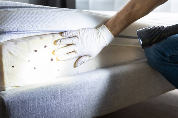 Best Best Pest Control Companies  in Penhook, VA