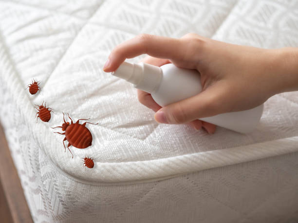 Best Local Pest Control Services  in Penhook, VA