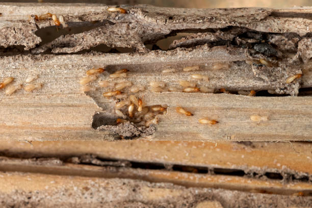 Best Mosquito Control Services  in Penhook, VA